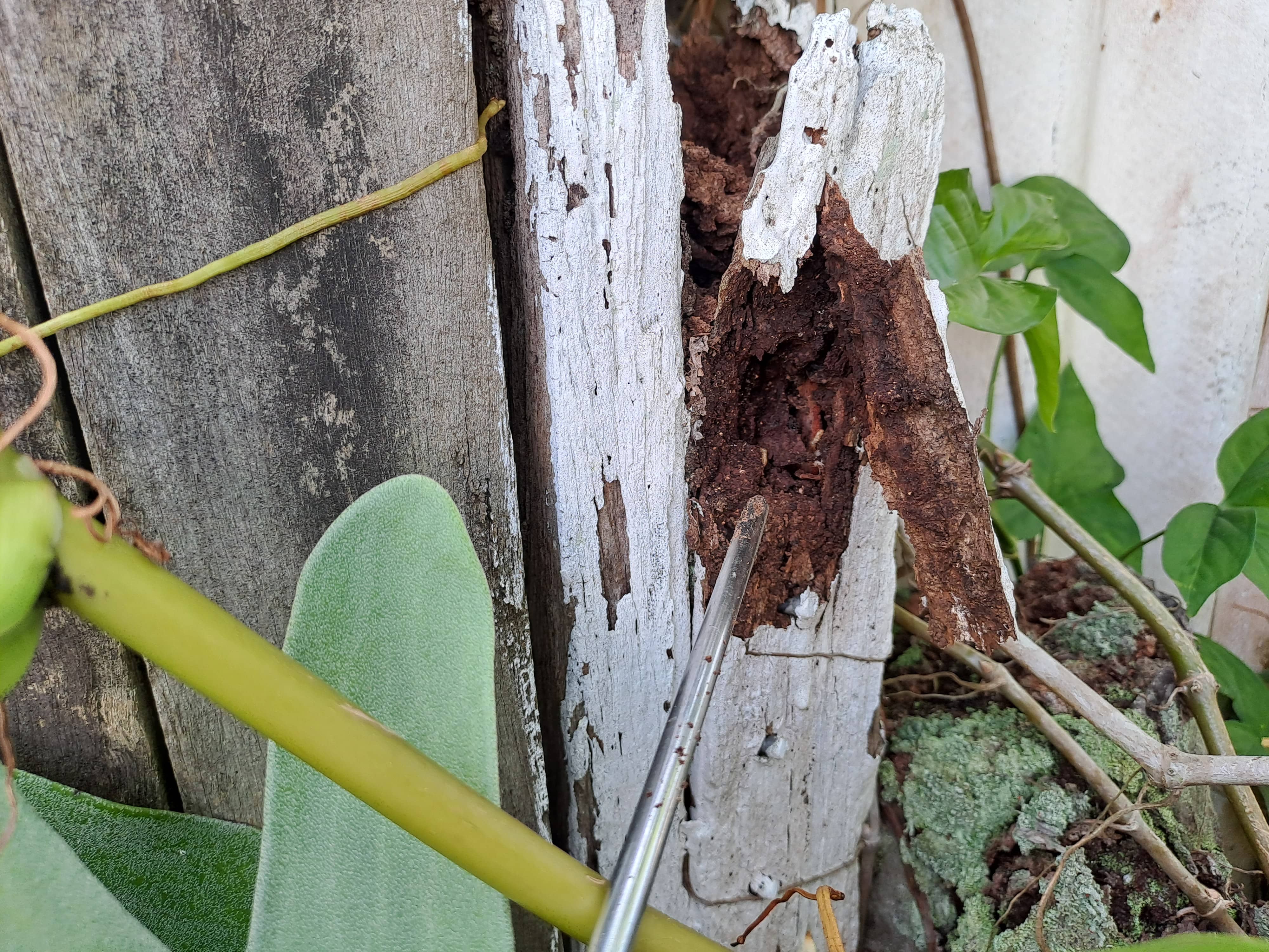 Termite Activity Detected on Fence Post